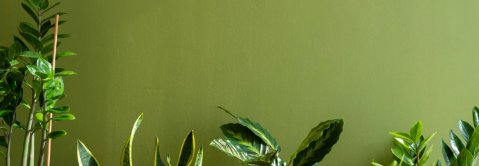 Lịch sử phát triển